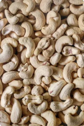 Whole ivory W240 grade cashew nuts from SG Dates & Nuts